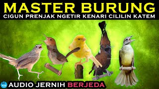 Download lagu MASTER BERJEDA AUDIO JERNIH | cigun, prenjak ngetir, kenari, cililin, katem mp3