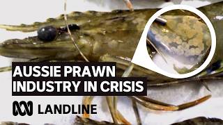 White spot disease is crippling Australia's prawn industry - and imports are to blame | Landline