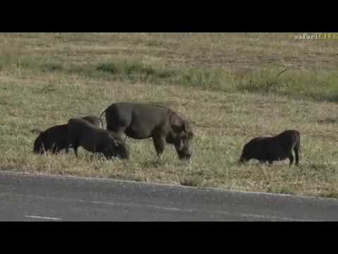 March 29, 2017- Our Warthog Piglets are not piglets anymore