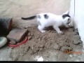 A Kitten Makes A Poop