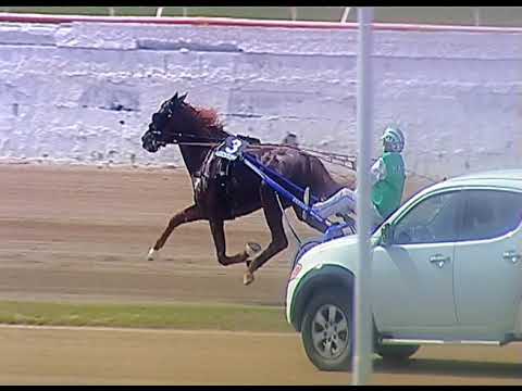 Trotto 13/06/2020 - 4ª corsa