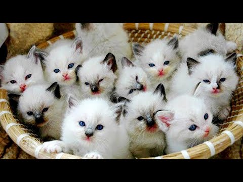 Essayer de ne pas rire 🤩 meilleurs chiens et chats drôles partie 14