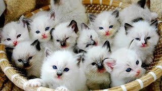 Essayer de ne pas rire 🤩 meilleurs chiens et chats drôles partie 14