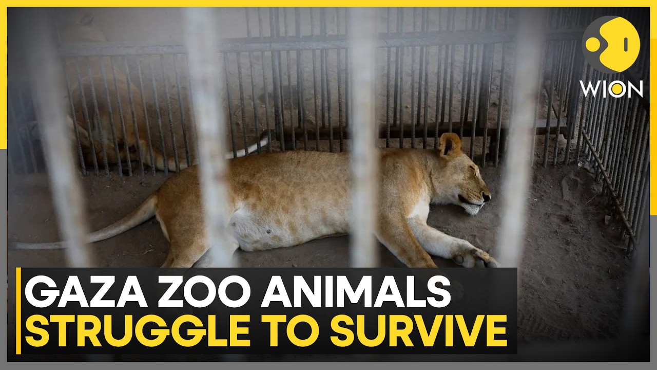 Starving, Traumatized and Trapped: Gaza Zoo Animals Fight to Survive Amid War