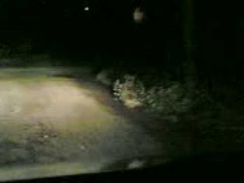 Porcospino ad Aquino (FR)