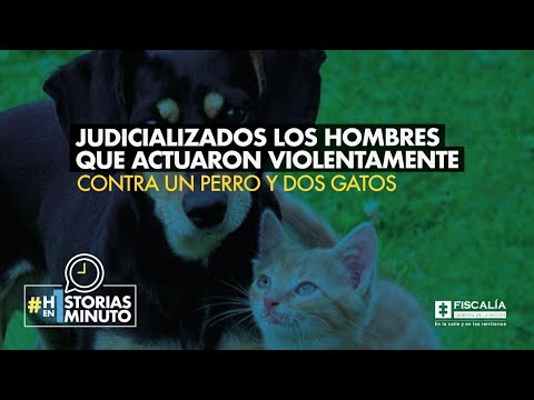 Judicializados los hombres que actuaron violentamente contra un perro y dos gatos