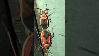 Love Bugs🪳 || Dont Do this 😇 #lovebus #lovebug #insects #insectivorous