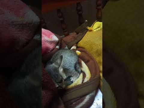 mahilesh varsha youtube channel