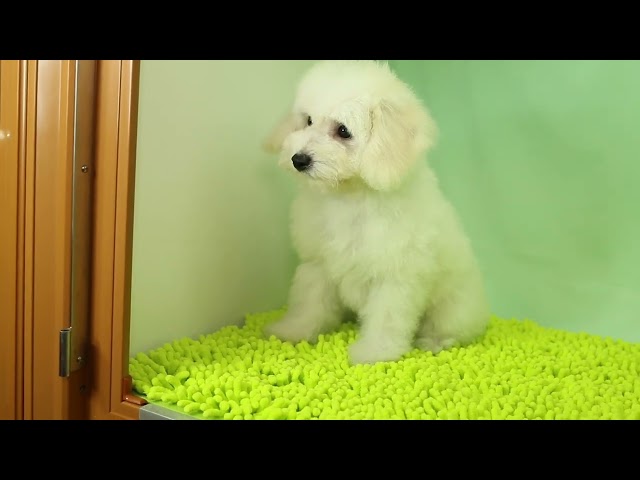 ブリーダー/ショップマロニエケンネル　MARRONNIER KENNELのビション・フリーゼで番号が3036です