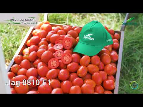 Un pas inainte! Scanteia/ Ialomita 2020 #universalgroup#seminis#agritecno#koppert#