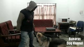 preview picture of video 'German Shepherd adults and puppies all playing enjoying together with me | Banaras Dog Kennel'