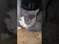 Hope The Angry Cat