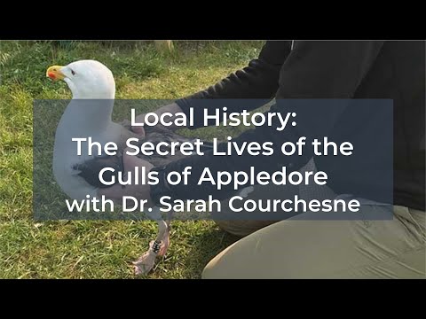 Local History: The Secret Lives of the Gulls of Appledore