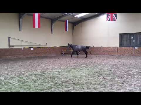 ADAGIO Star born 2017 by Adagio de Talma - Quick Star - Calido I - Corrado I