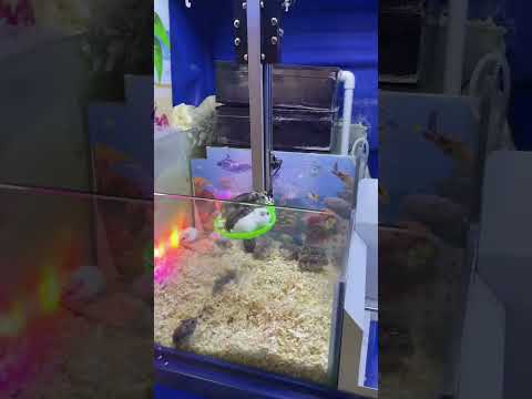 dthwww #xuhuongyoutube #xuhuongyoutube #dance #cosplaysky #kuaishou #cosplay