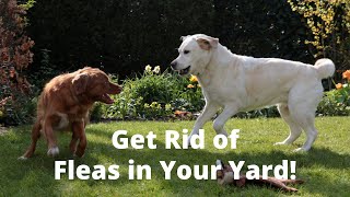 How to Get Rid of Fleas in Your Yard Naturally