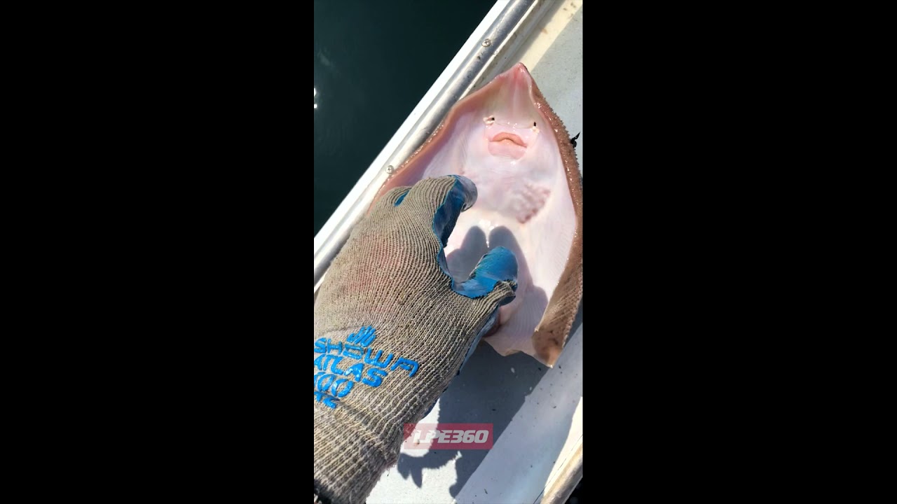 How to tickle a stingray