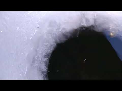 siikaa näköpilkillä