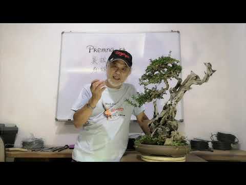 , title : 'Premna Bonsai care and styling'