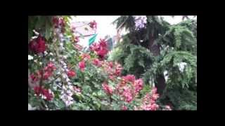 Il giardino dei sogni...