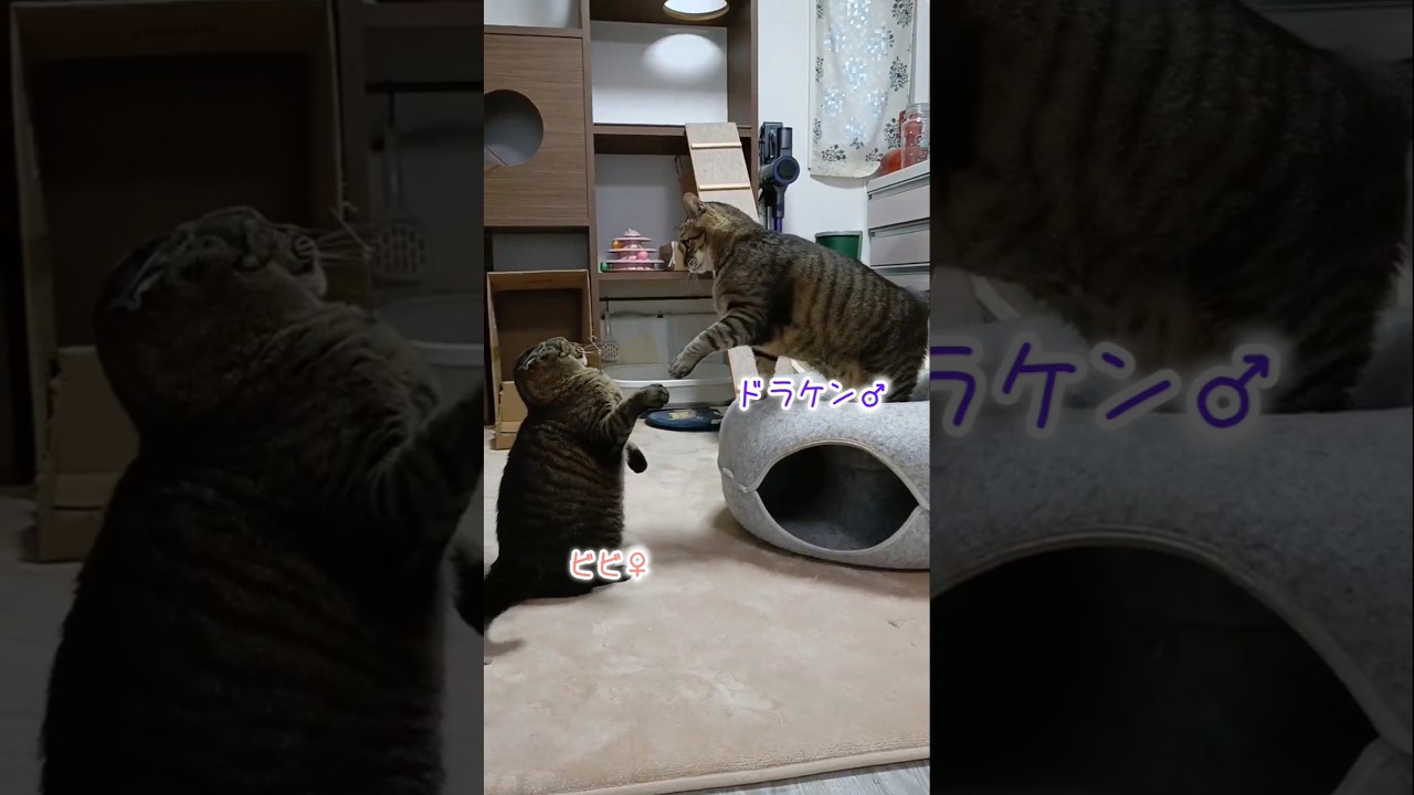 きみにはかなわないよ。 #cat #猫 #shorts