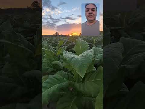 Lavoura de Tabaco Top em Cerro Grande do Sul .