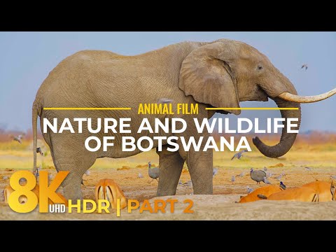 Scenic Film about Nature & Wildlife of Botswana - 8K HDR Amazing Wild Animals of South Africa - #2