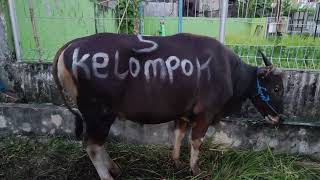 Download lagu Hewan Qurban tahun 2023 mp3