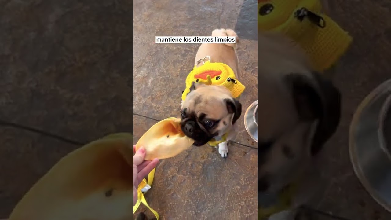 Oreja de res para tu mascota #shorts #ItsPugBertha #Mascotas