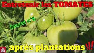 Punaises vertes : l'ingrédient à avoir pour les éliminer des tomates