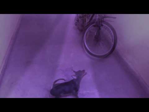 Crazy Min Pin - Bullet Diaries