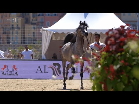 🌻 D EXPO 🌻 Yearling Fillies Contender, 2022 MENTON