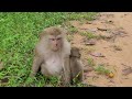 Oh What Happened To Brady Mommy Monkey Was Protecting Him 360P