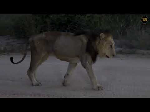 Majingilane male lion - Dark Mane 04/08/2018