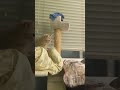 Cream Tabby Cat Jump Into Her Platform Meanwhile Grey Tabby Starring At Her Catplayground