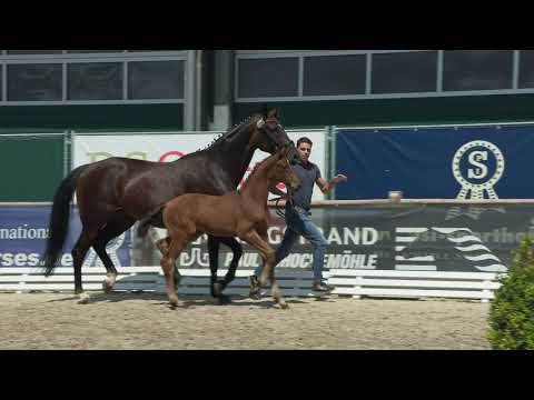 Schilling, So Perfect-Don Crusador-Wenzel I