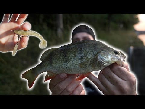 Mit Druck auf Barschsuche! - Diesem Köder kann kein BARSCH im Sommer widerstehen!