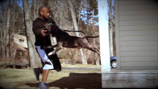 Worlds Best manstopping protection dogs! VOL 2!