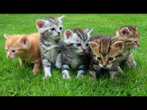 When Do Kittens Stop Growing? Curious Facts On Life Stages Of A Cat!