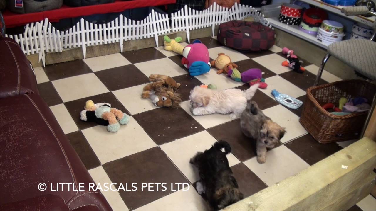 Little Rascals Uk breeders New litter of Morkie (Maltese x Yorkie) babies - Puppies for Sale UK