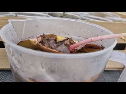 Ovo đubrivo je najbolja prva prihrana rasada paradajza za snažne stabljike