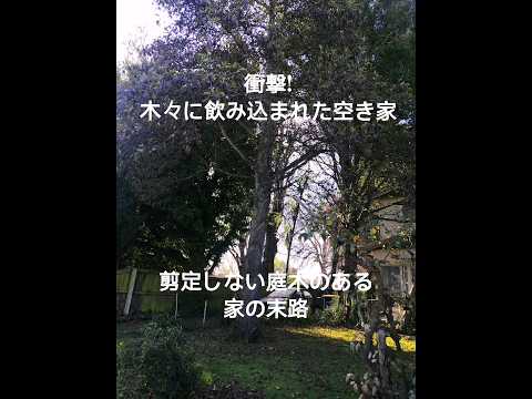 なぜ庭の生垣がまだ流行っているのですか？  庭園