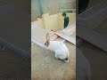 Dog Africanlion Animallover Youtubeshorts Animaldog Tiger Badshah Dogbreeds Badboyshah Rab