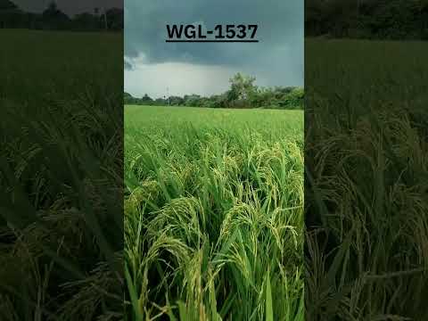 WGL-1537 Paddy Variety #agriculture #paddy #pjtsau #wgl