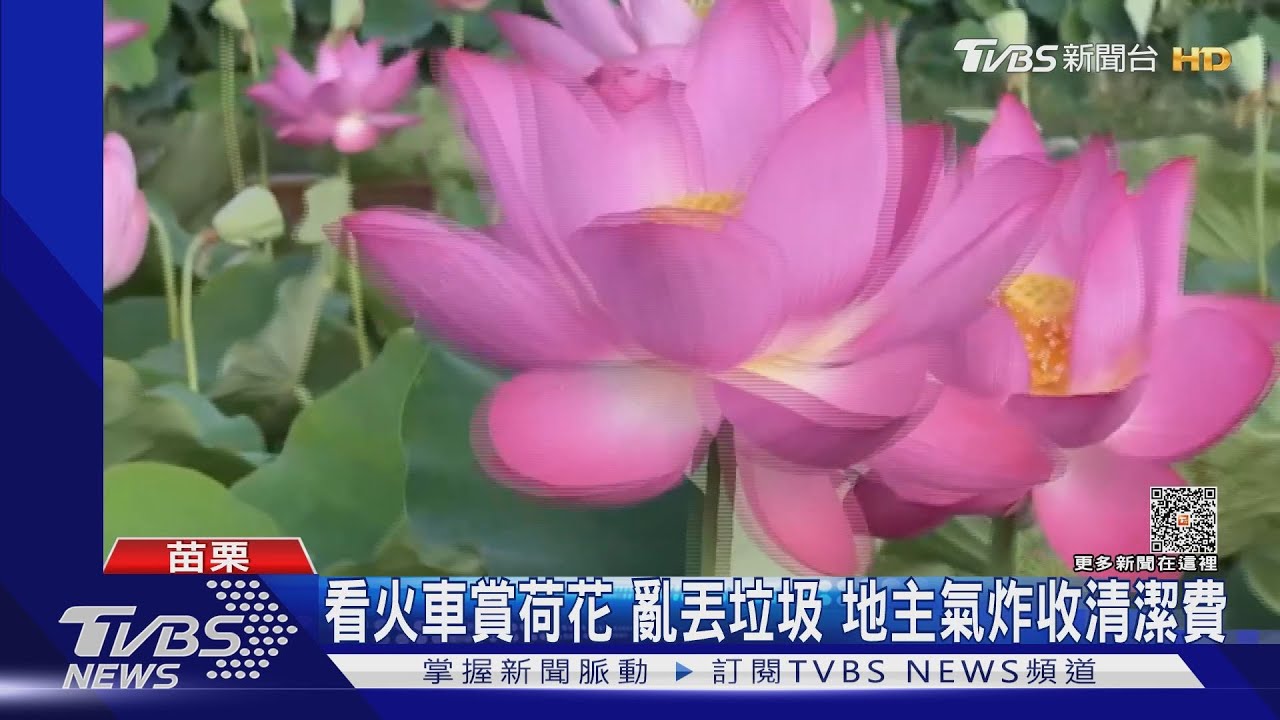 看火車賞荷花亂丟垃圾 地主氣炸收清潔費