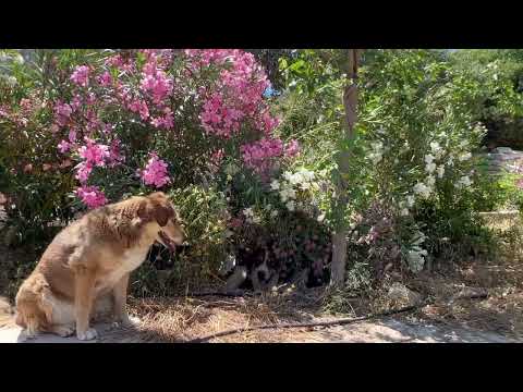 Beauty is smart and beautiful 😍 - Takis Shelter