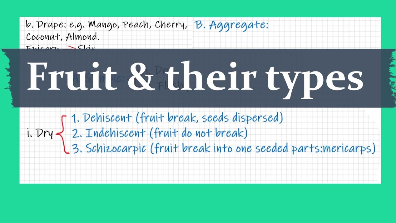 Fruit and their types (Detailed) | Angiosperm External Morphology | NEET, B.Sc. & M.Sc. - YouTube