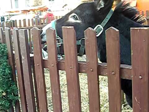 osel hýkání ( donkey bray )