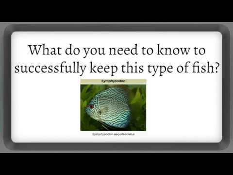 Discus Fish - What you should know