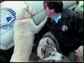 DOGS FROM THE FILM IRON WILL